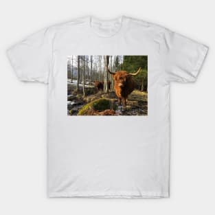 Scottish Highland Cattle Cows 2295 T-Shirt